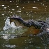 Krokodyl americky - Crocodylus acutus - American Crocodile o0571